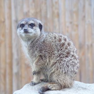 Meerkat