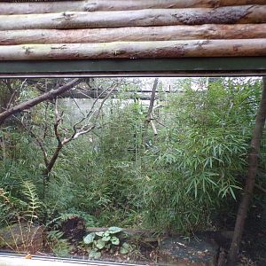 Red bellied lemur enclosure
