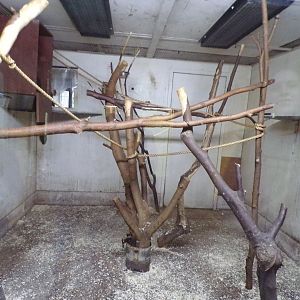 White-faced saki indoors