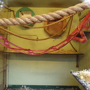 Buff-cheeked gibbon indoors