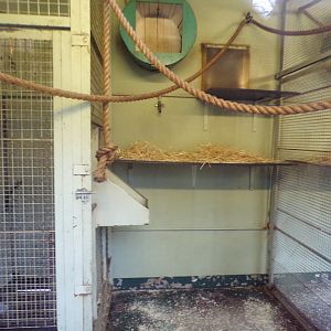 Buff-cheeked gibbon indoors (2)