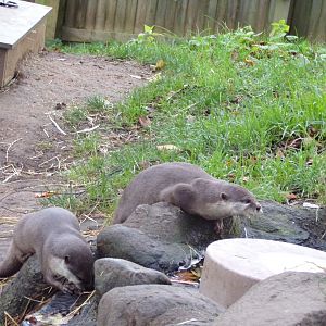 Asian short-clawed otter