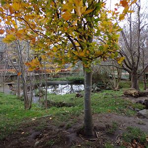 Asian short clawed otter enclosure
