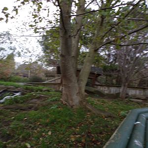 Asian short clawed otter enclosure (2)