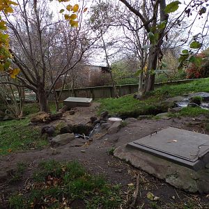 Asian short clawed otter enclosure (3)