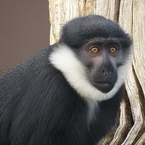 L’hoest Monkey (Cercopithecus lhoesti)