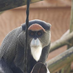 De Brazza Monkey (Cercopithecus neglectus)