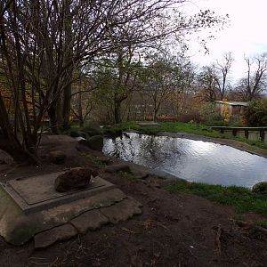 Asian short clawed otter enclosure (4)