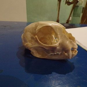 Scottish wildcat skull