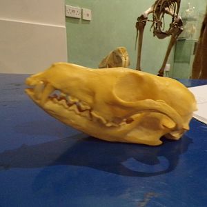 Red fox skull