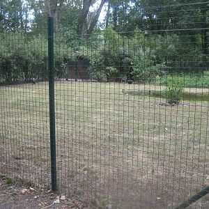 Berlin Tierpark - Black crowned-crane exhibit