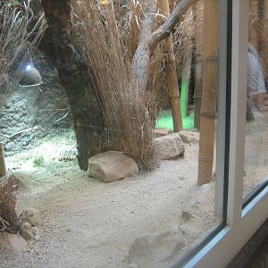 Berlin Tierpark - Alfred Brehm-Haus - Tree shrew exhibit