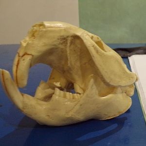 Beaver skull