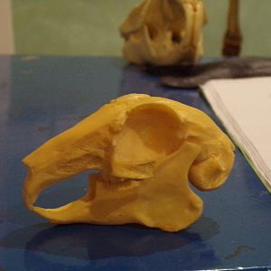 European rabbit skull