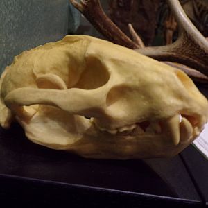 Eurasian badger skull