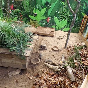 Hairy armadillo enclosure