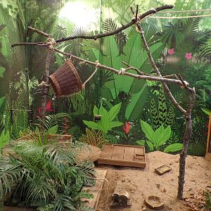 Sloth climbing frame in hairy armadillo enclosure