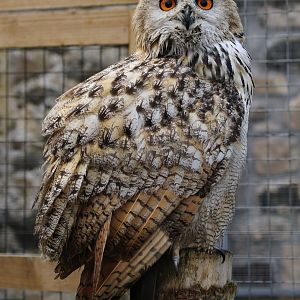 Turkmenian Eagle Owl (Bubo bubo turcomanus)?