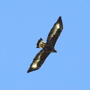 Golden Eagle