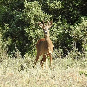 Roe Deer