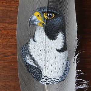 Peregrine Falcon on feather