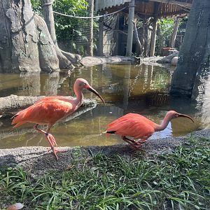 South American Aviary