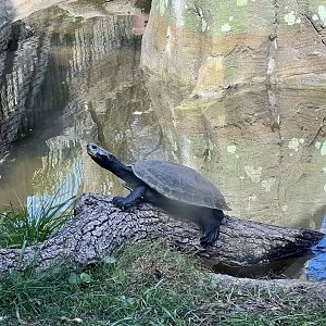 South American Aviary
