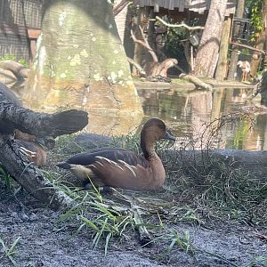 South American Aviary