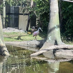 South American Aviary