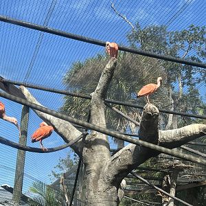 South American Aviary