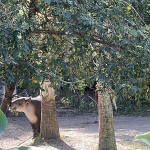 Baird’s Tapir