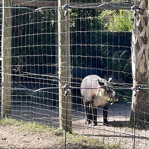 Baird’s Tapir