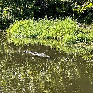 American Crocodile