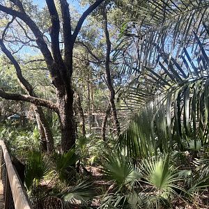 Whitetail Deer Exhibit