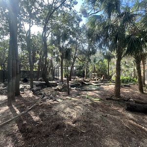American Black Bear Exhibit