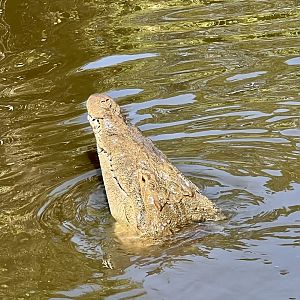 American Crocodile