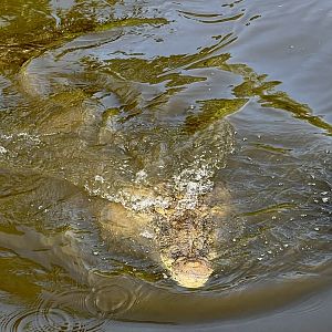 American Crocodile