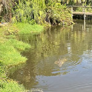 American Crocodile