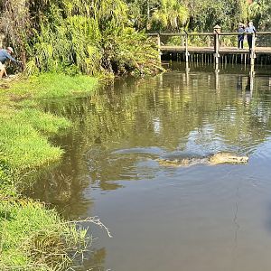 American Crocodile