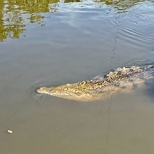 American Crocodile