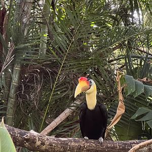 Wrinkled Hornbill