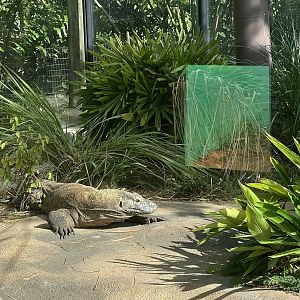 Komodo Dragon