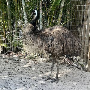 Emu