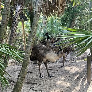 Emus