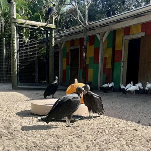 Black Vultures and White Ibisis