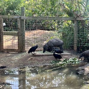 Sulawesi Babirusas and Black Vultures