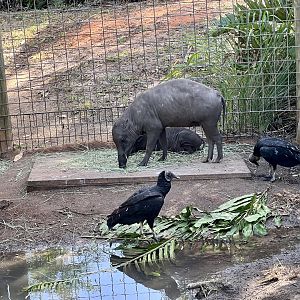 Sulawesi Babirusas and Black Vultures