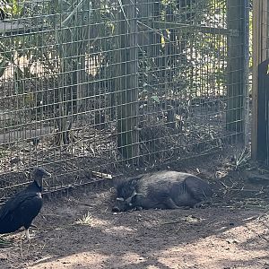 Visiyan Warty Pig and Black Vulture