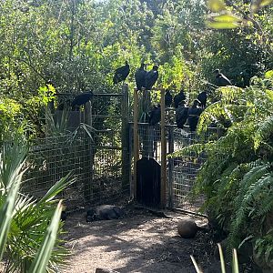 Visiyan Warty Pig Exhibit