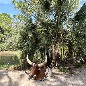 Ankole Cattle